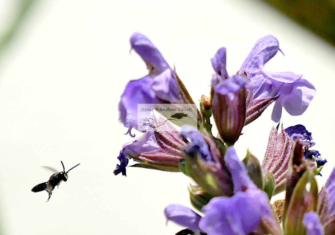 "Yellow-Faced Bee" stock image