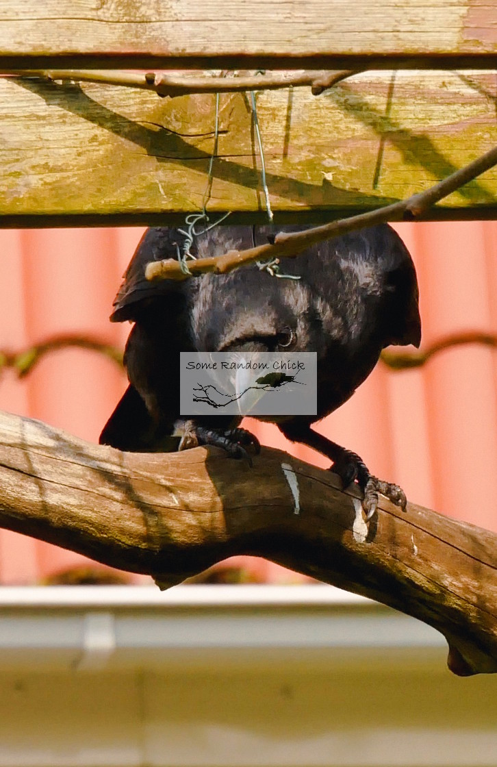 "Peeping Crow" stock image