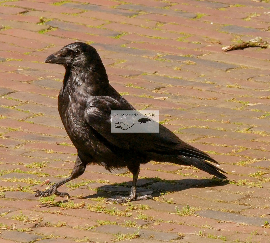 "Strutting his Stuff" stock image