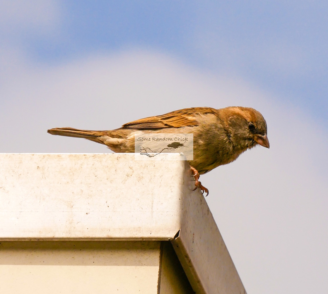 "The Sparrow Queen" stock image