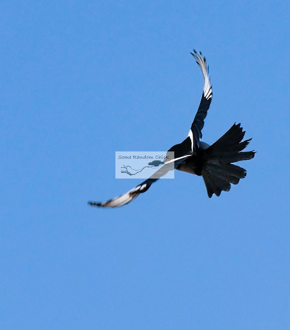 "Magpie, Departing" stock image