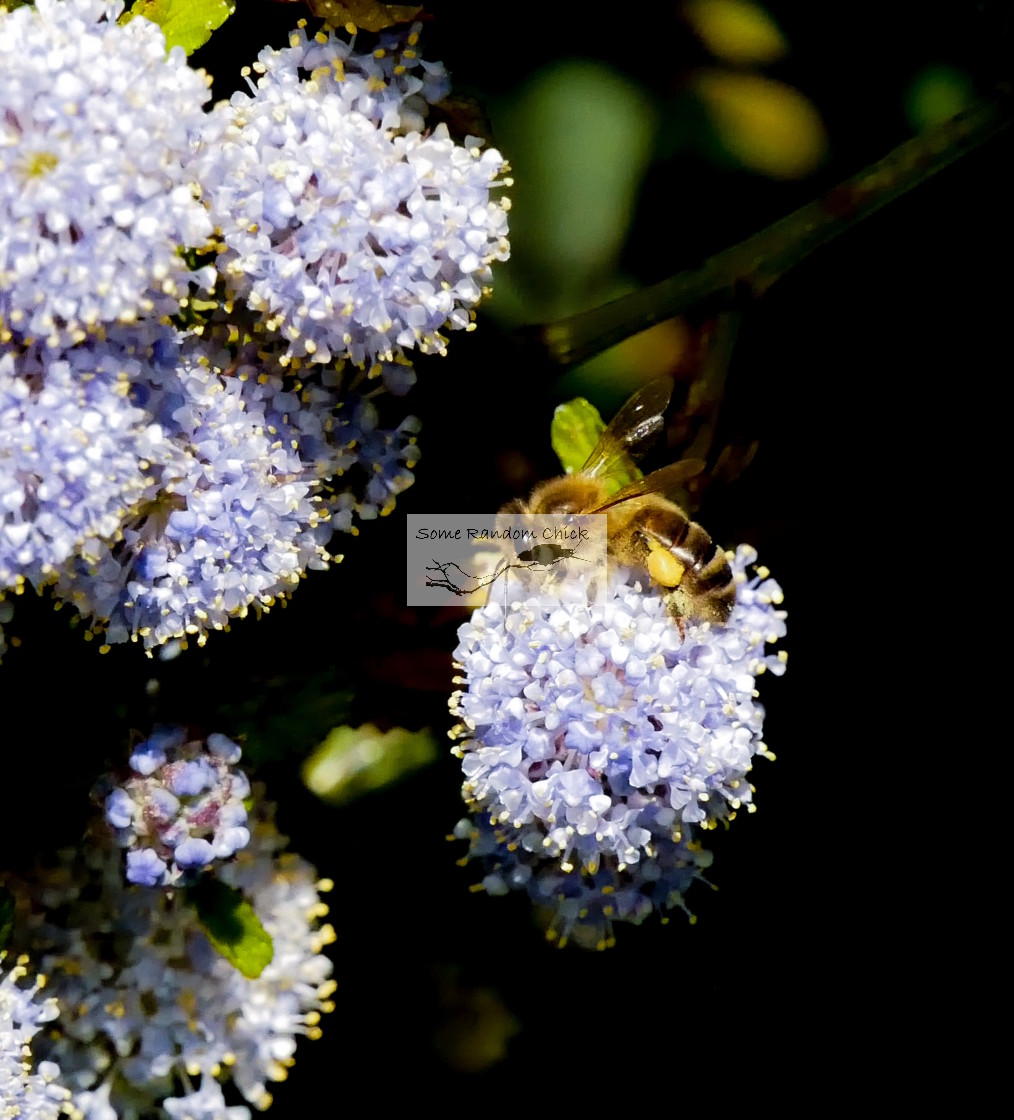 "Ceanothus Time" stock image