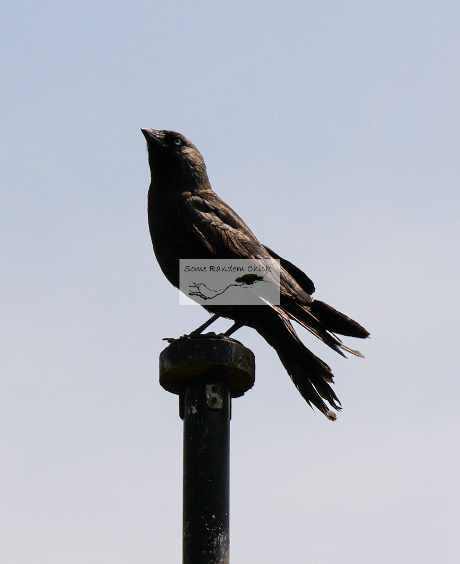 "Looking Up" stock image