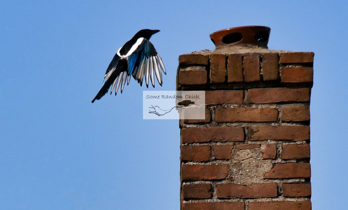 "Magpie Ascending" stock image