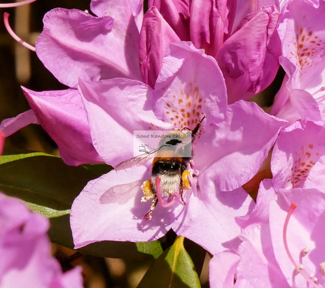 "Scaling the Bloom" stock image