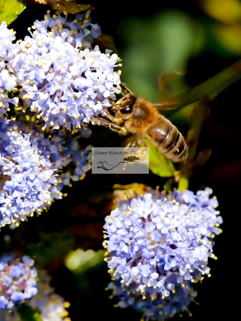 "Fluffing the Flowers" stock image