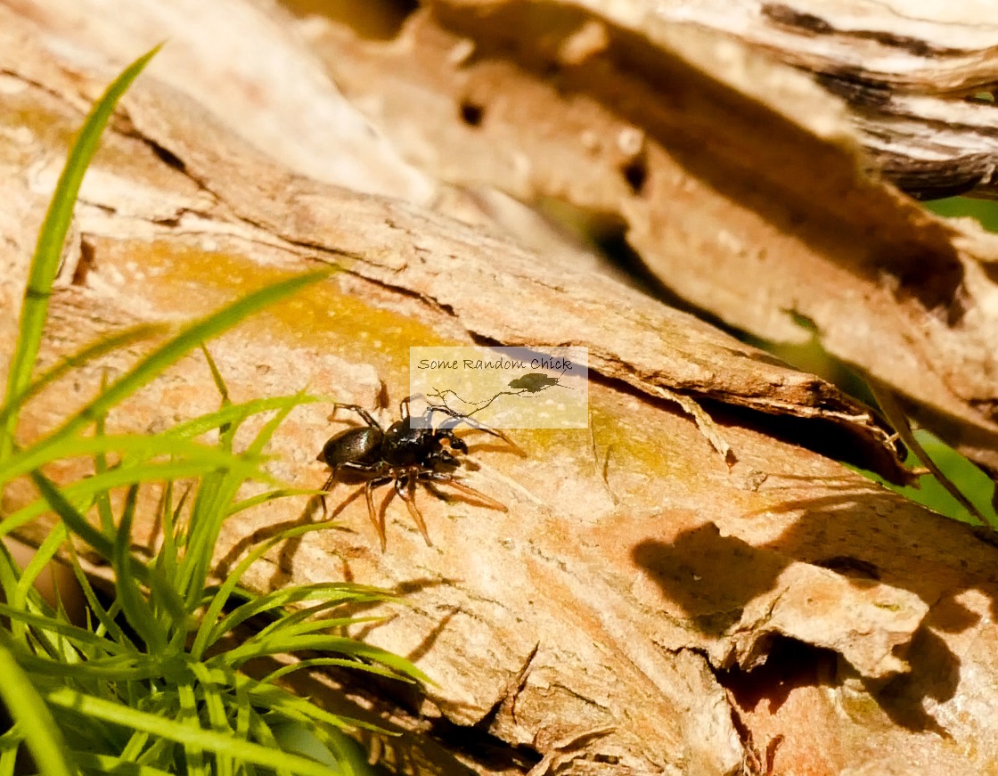 "Heliophanus Spider" stock image