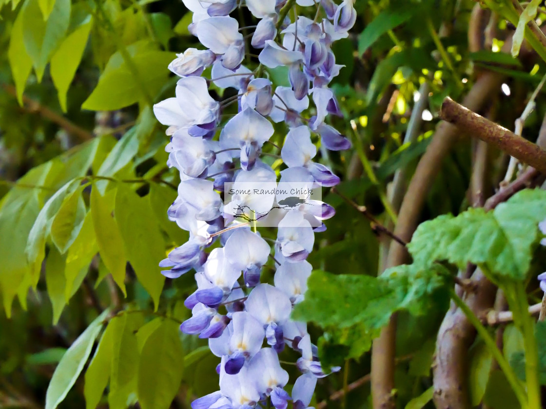 "Wisteria" stock image