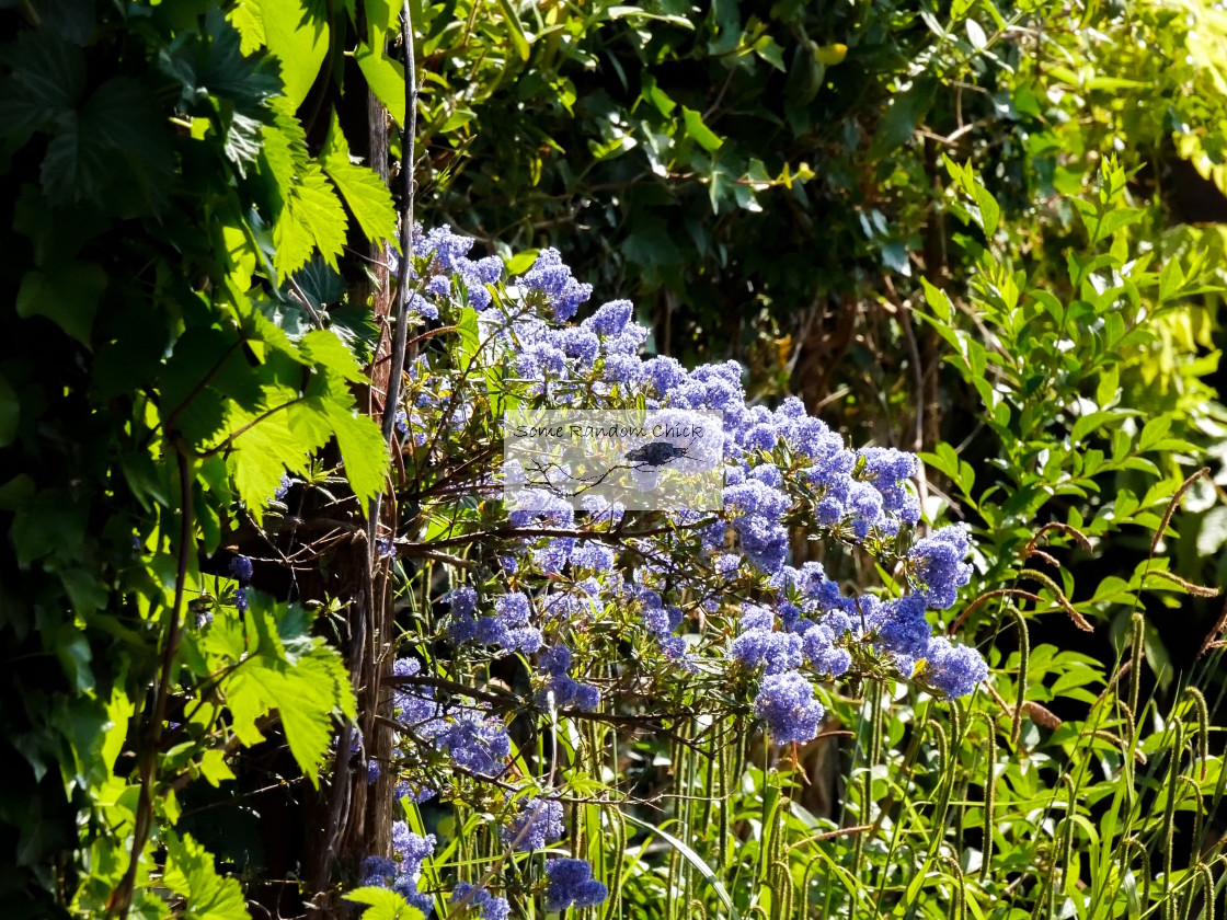 "Ceanothus" stock image