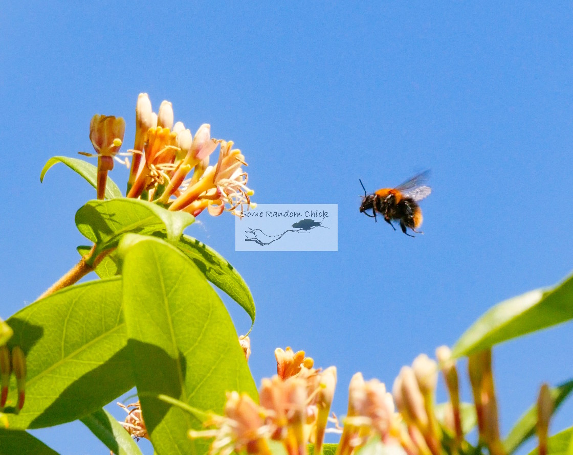 "Sunny Lunch" stock image