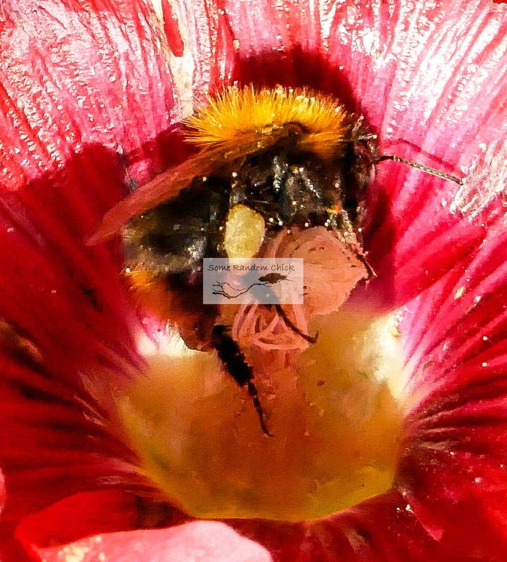 "Flower's Heart" stock image