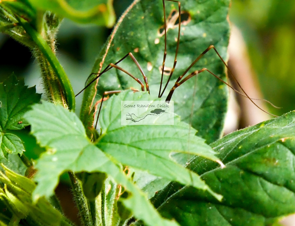 "Lurker" stock image