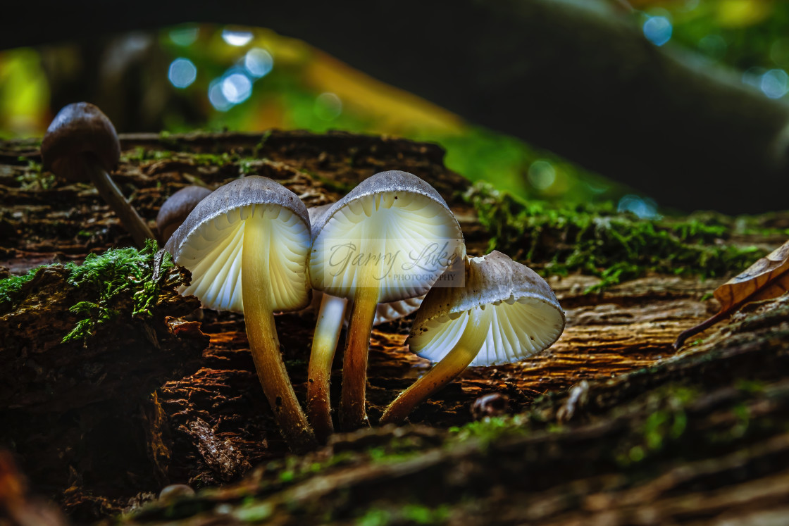 "Glowing Magic Mushrooms" stock image