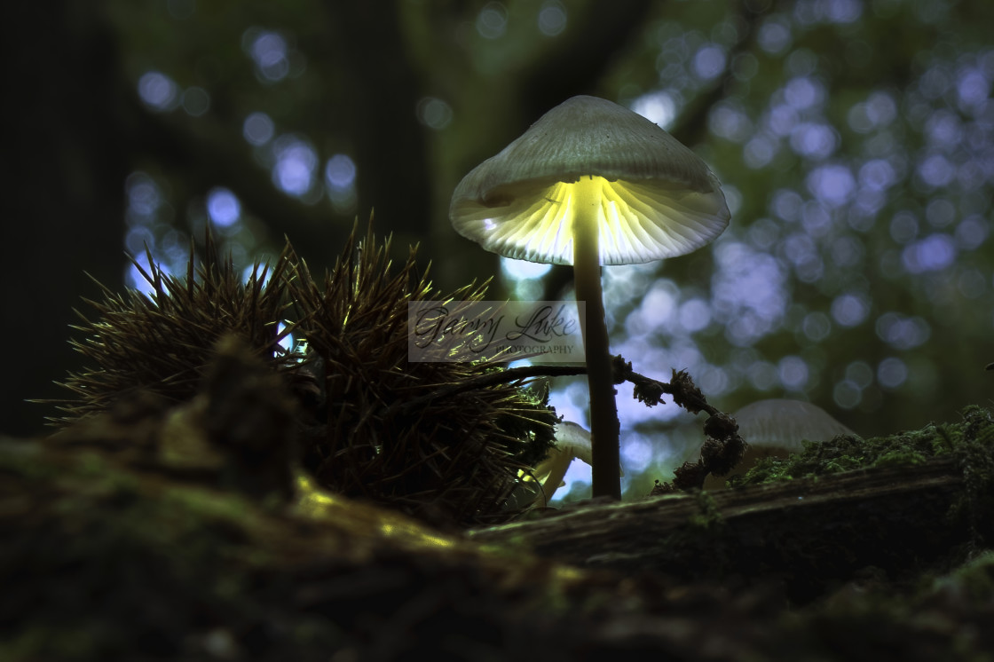 "Glowing Magic Mushrooms" stock image