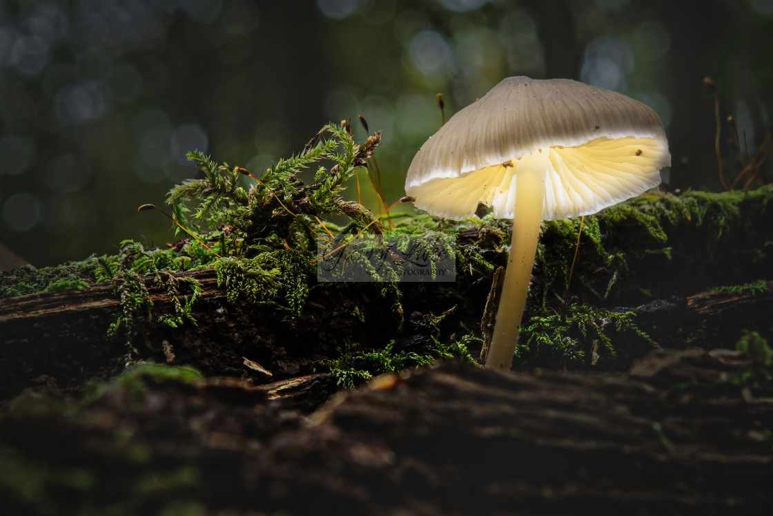 "Glowing Magic Mushrooms" stock image