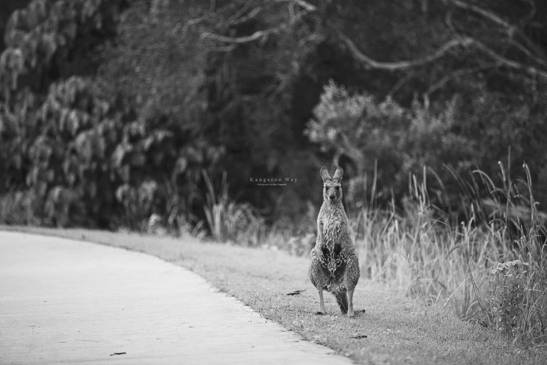 "Kangaroo Way 0004" stock image