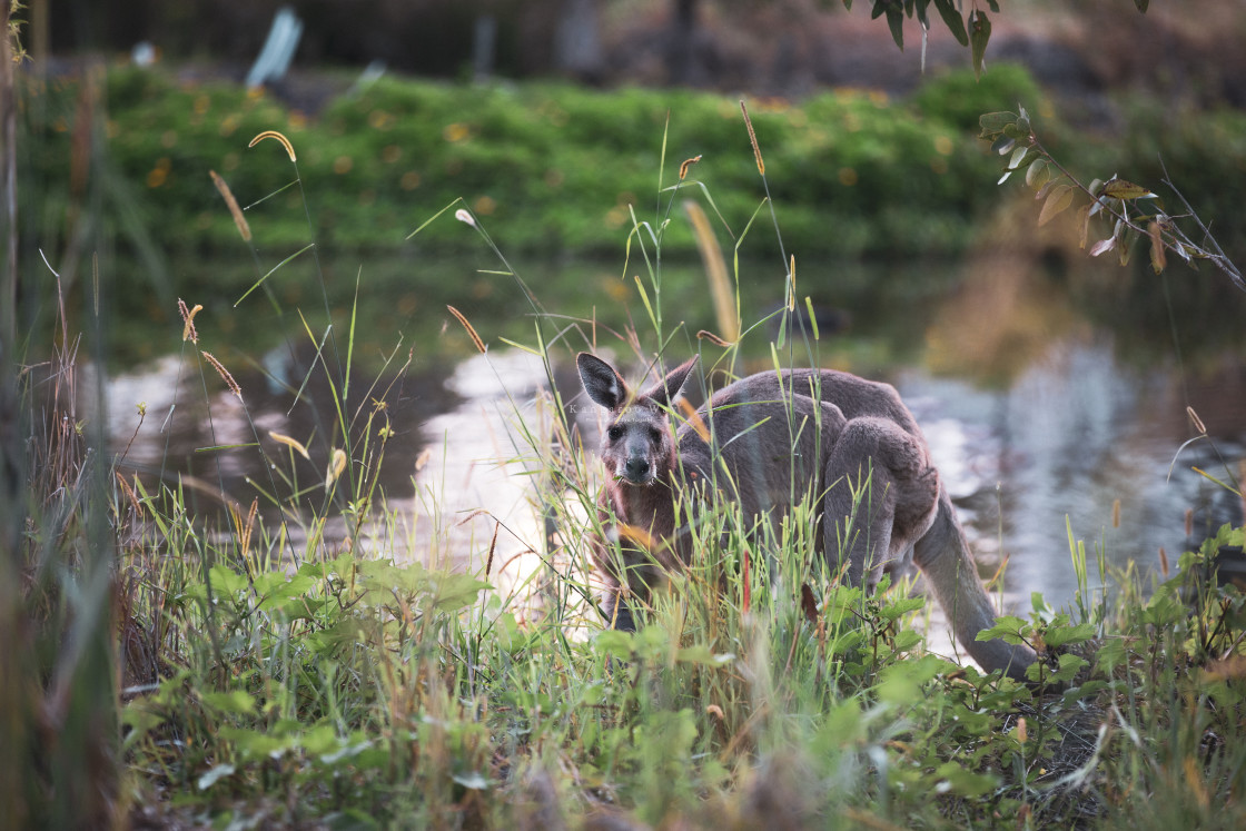 "Kangaroo Way 0006" stock image