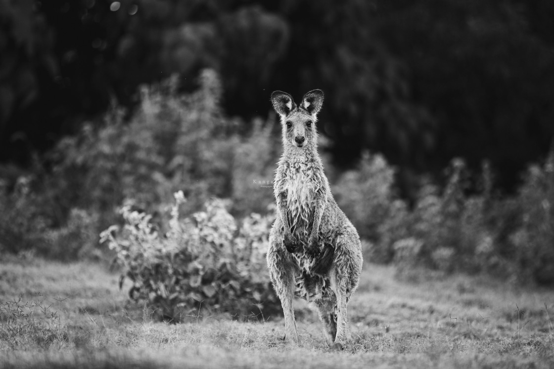 "Kangaroo Way 0007" stock image