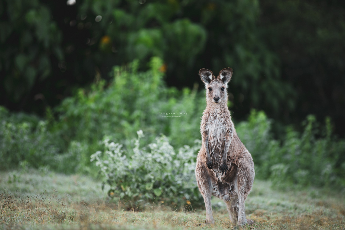 "Kangaroo Way 0008" stock image