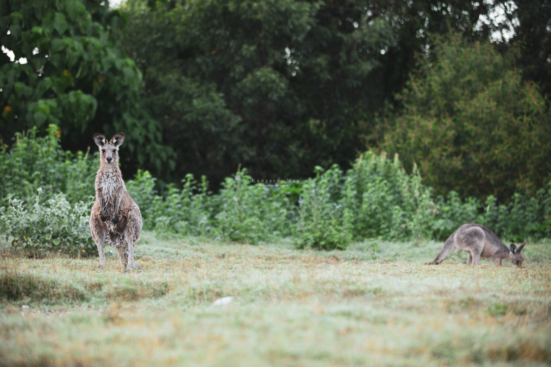 "Kangaroo Way 0009" stock image