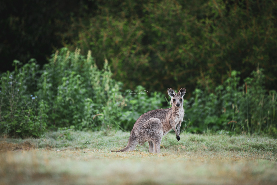 "Kangaroo Way 0011" stock image