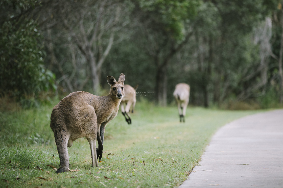 "Kangaroo Way 0018" stock image