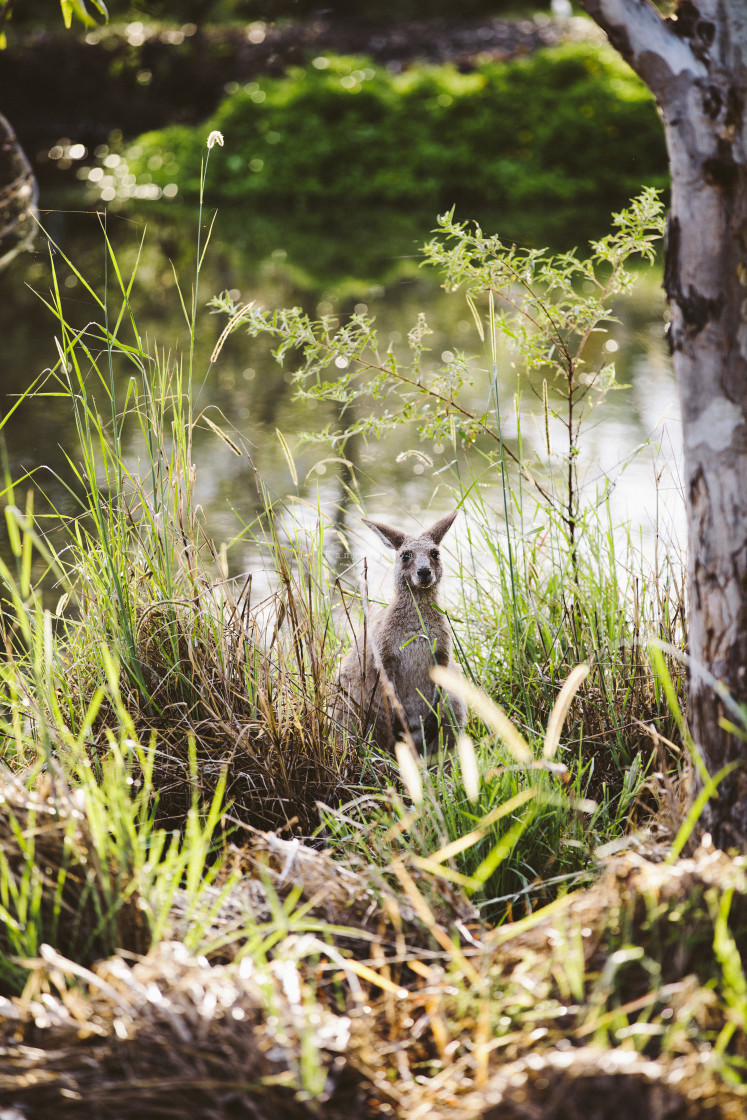 "Kangaroo Way 0020" stock image