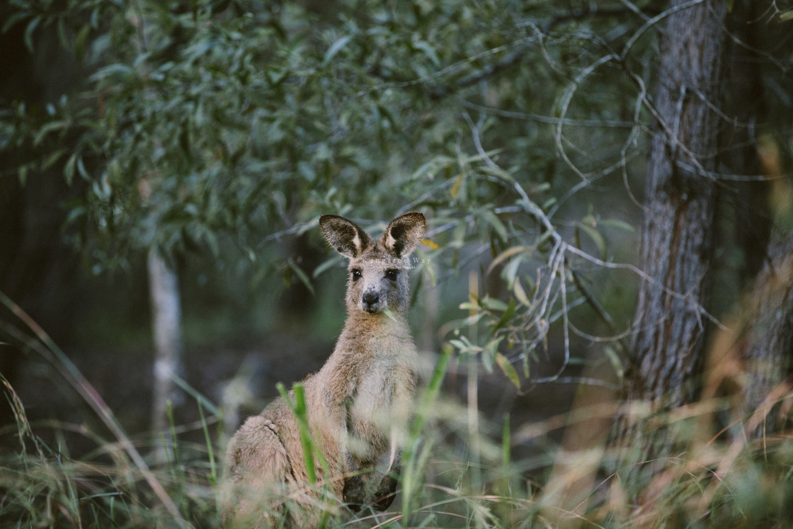 "Kangaroo Way 0029" stock image