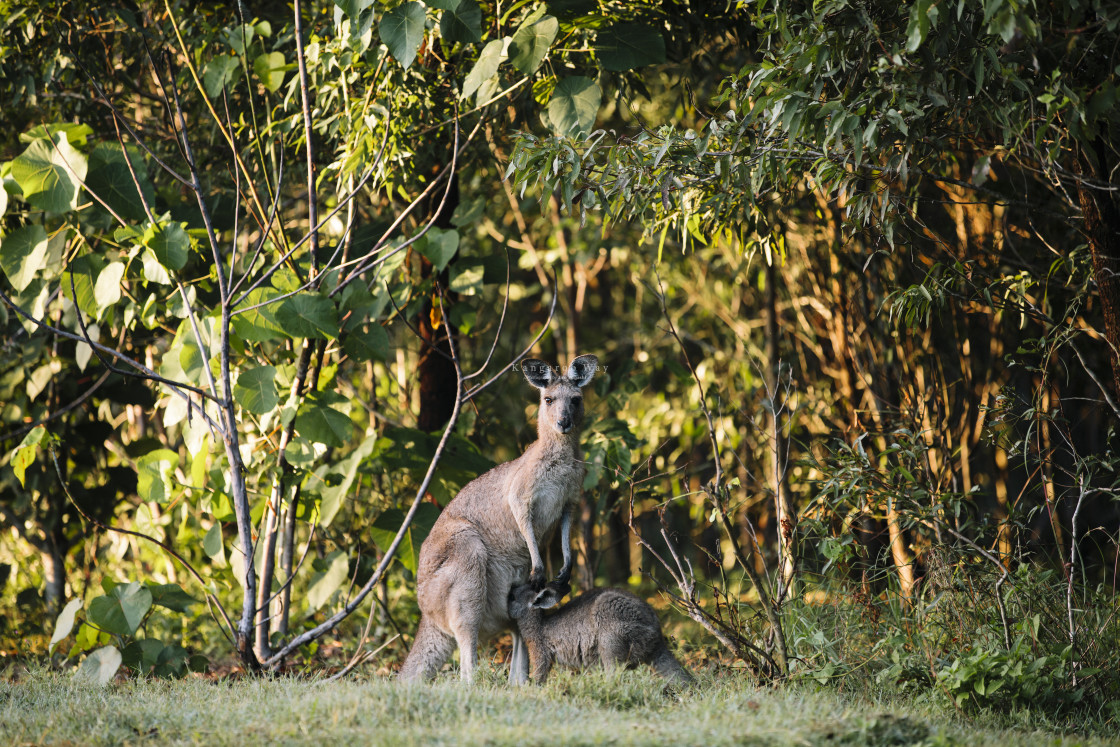 "Kangaroo Way 0032" stock image