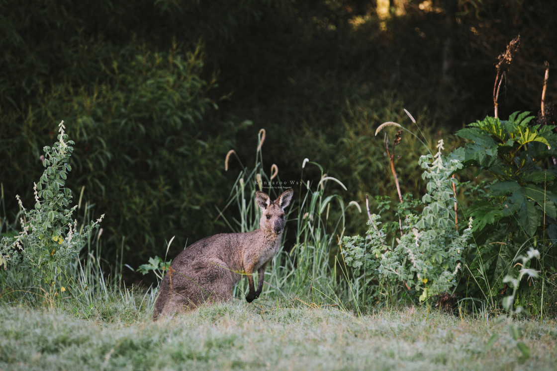 "Kangaroo Way 0044" stock image