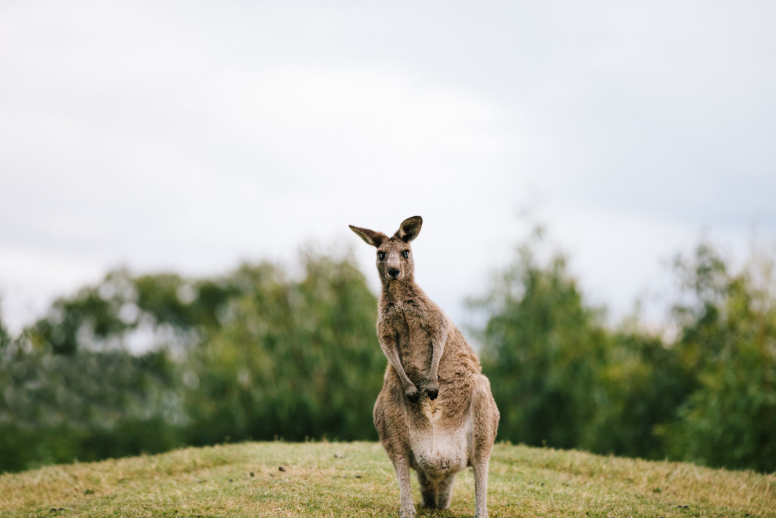 "Kangaroo Way 0143" stock image