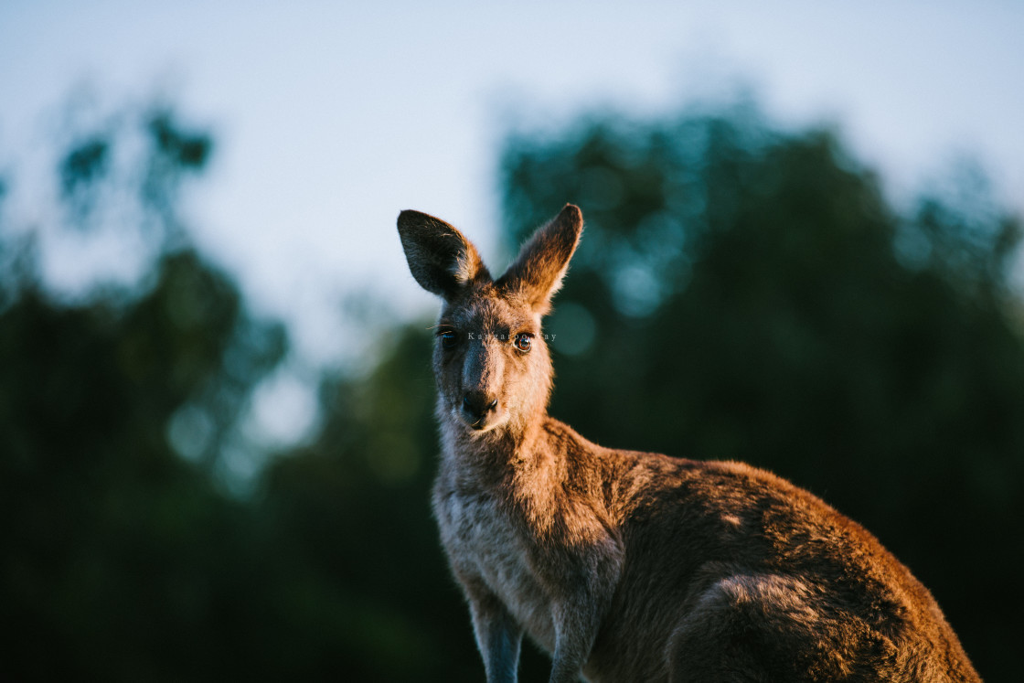 "Kangaroo Way 0146" stock image