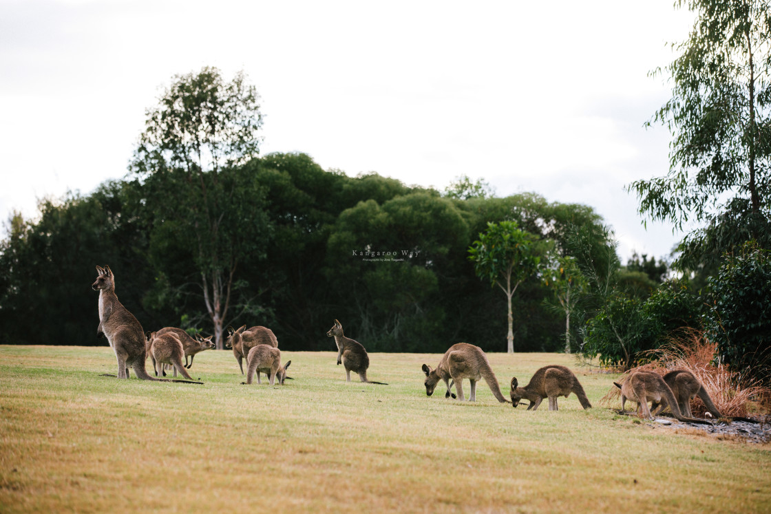 "Kangaroo Way 0147" stock image