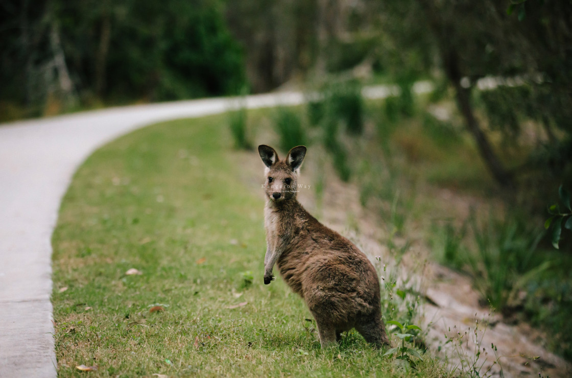 "Kangaroo Way 0154" stock image