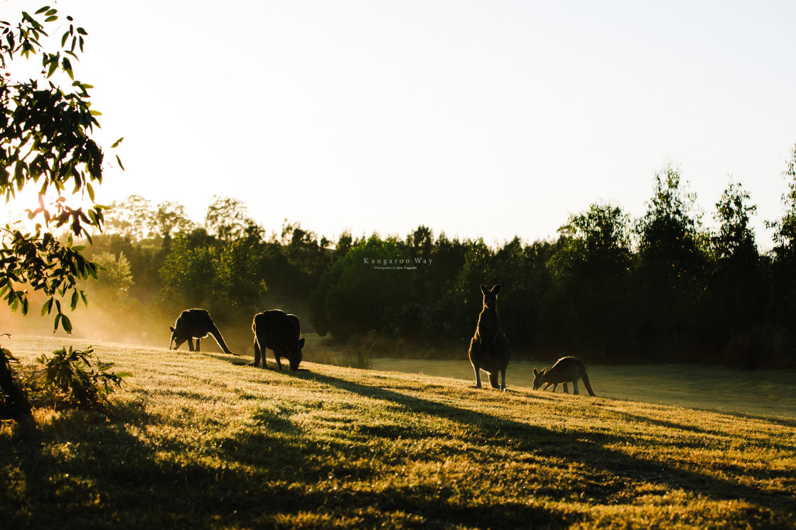 "Kangaroo Way 0157" stock image