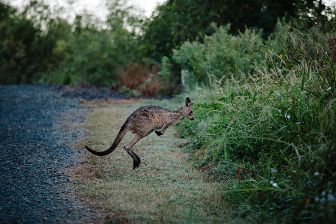 "Kangaroo Way 0158" stock image