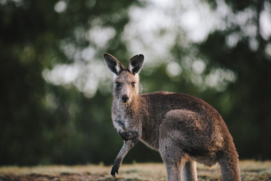 "Kangaroo Way 0161" stock image