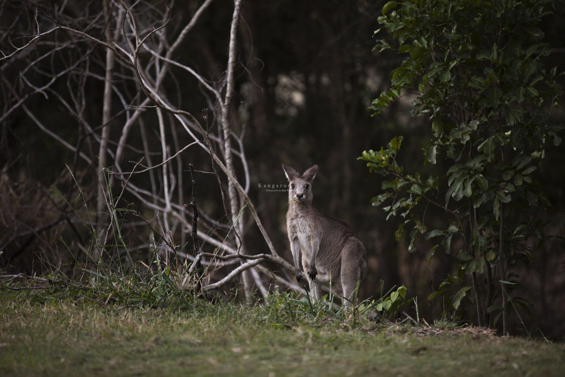 "Kangaroo Way 0162" stock image