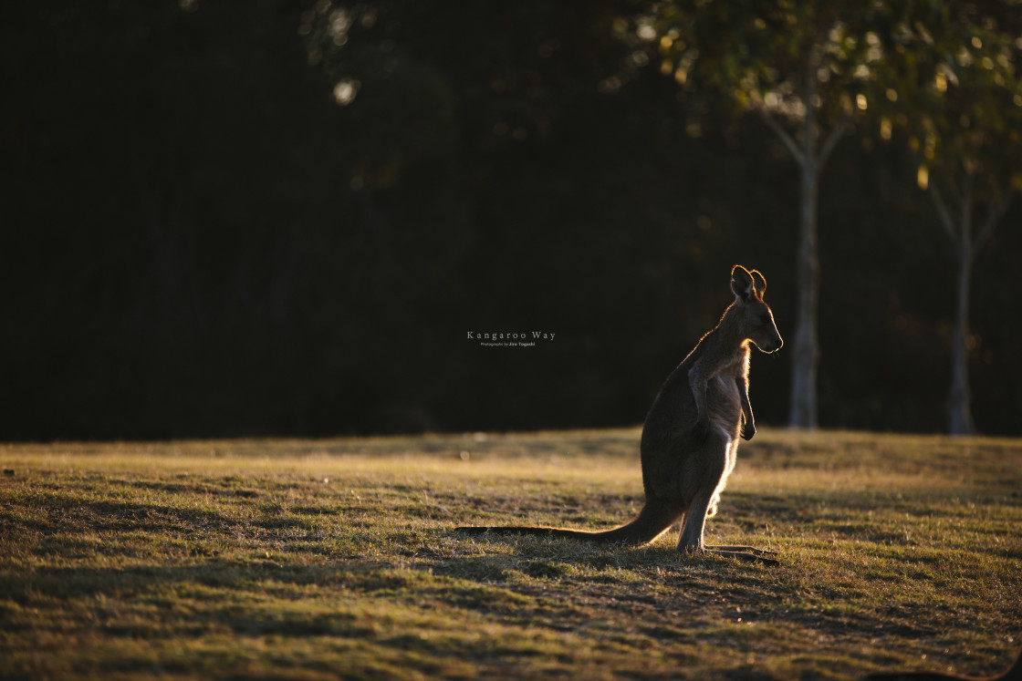 "Kangaroo Way 0165" stock image