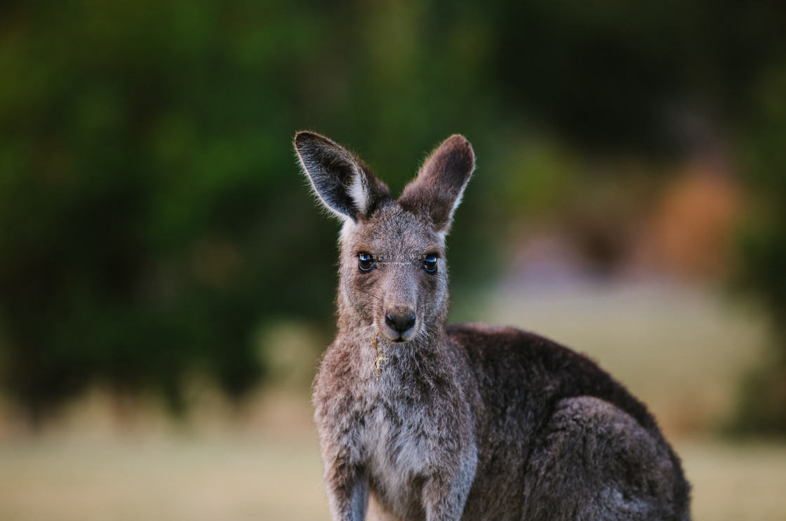 "Kangaroo Way 0167" stock image