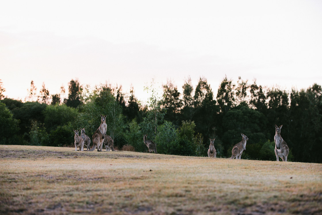 "Kangaroo Way 0169" stock image