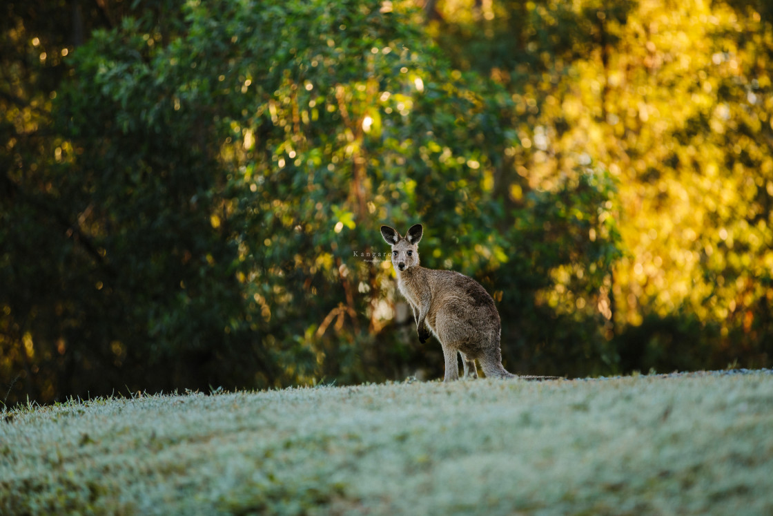 "Kangaroo Way 0171" stock image