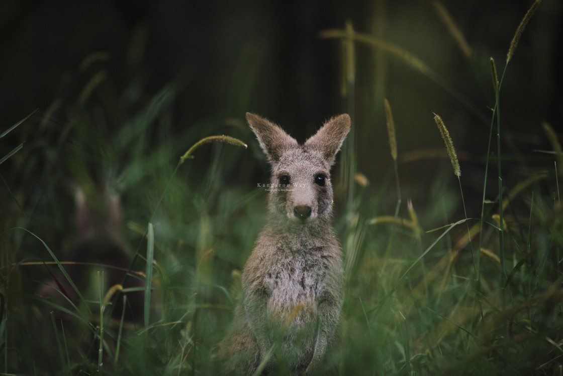 "Kangaroo Way 0175" stock image