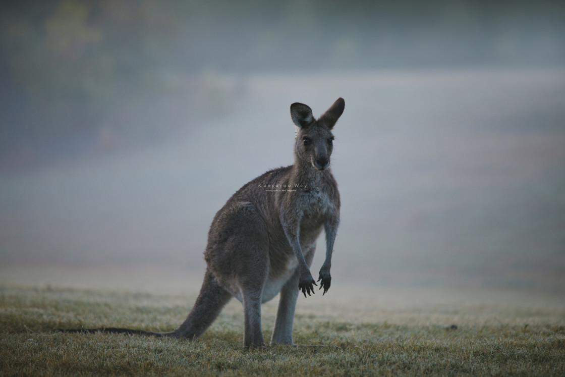 "Kangaroo Way 0178" stock image