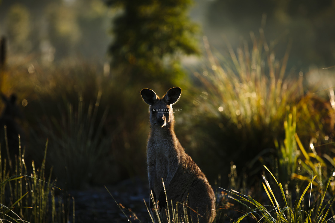 "Kangaroo Way 0180" stock image