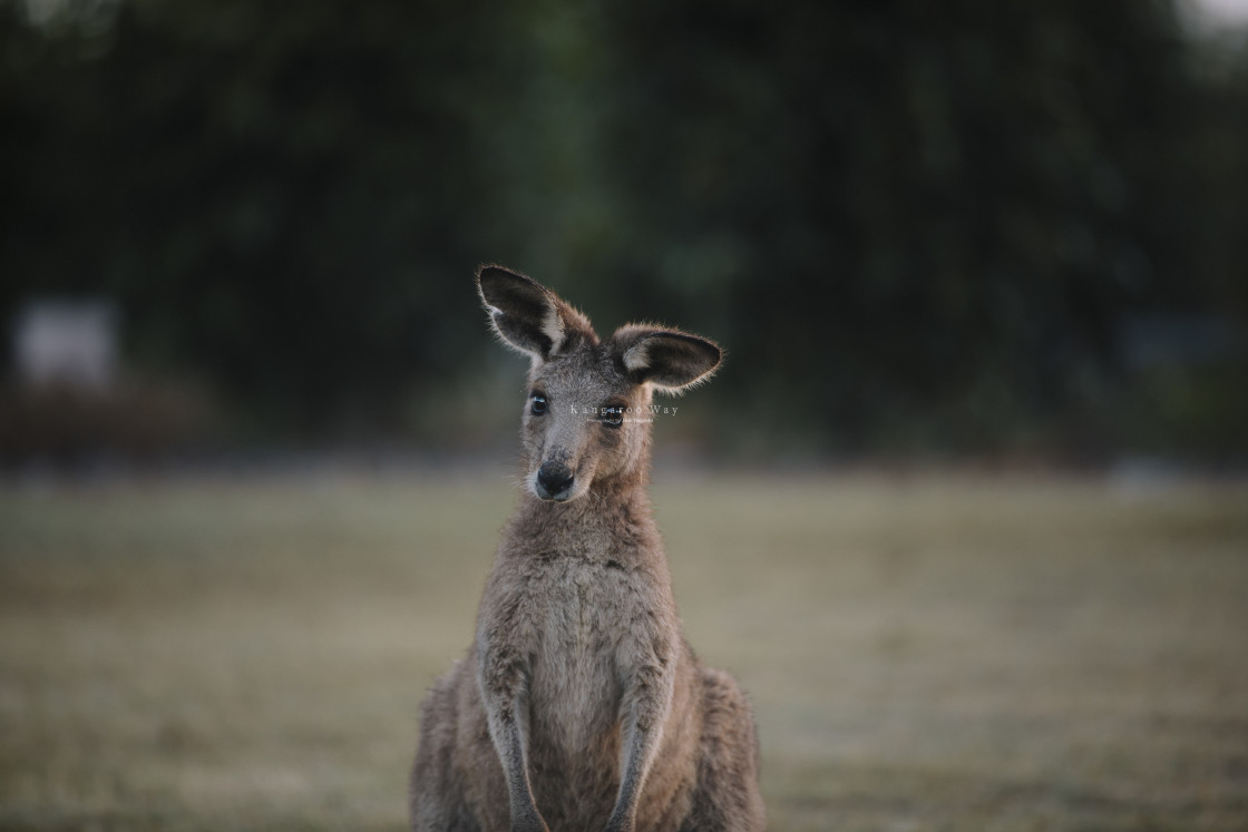 "Kangaroo Way 0181" stock image