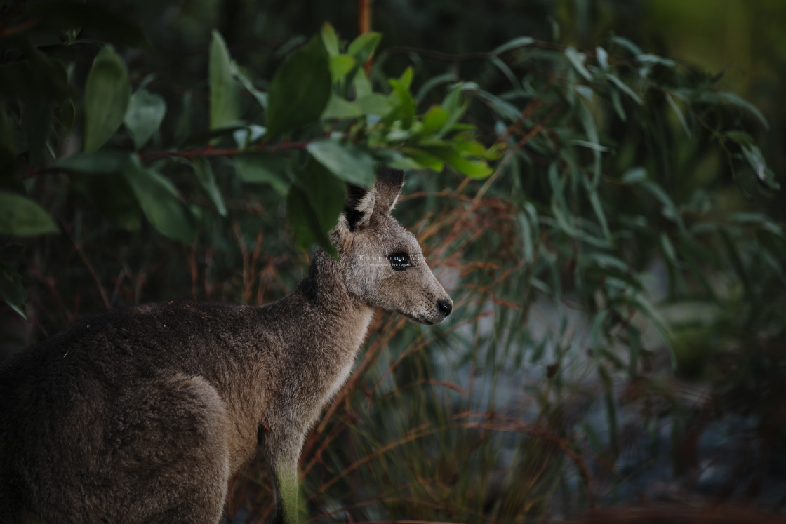 "Kangaroo Way 0183" stock image