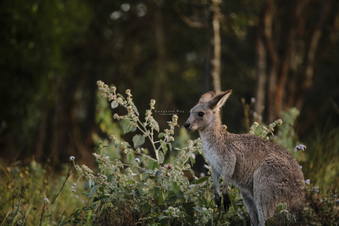 "Kangaroo Way 0185" stock image