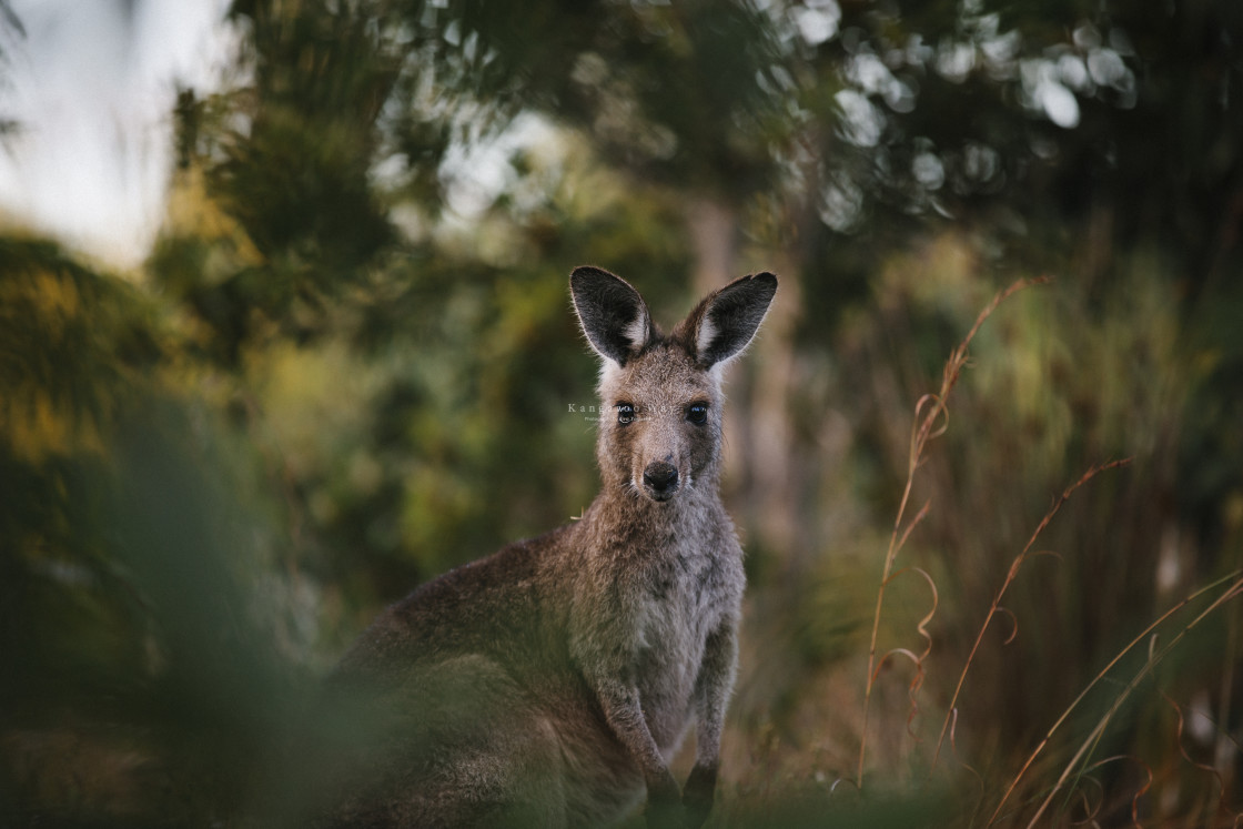 "Kangaroo Way 0186" stock image