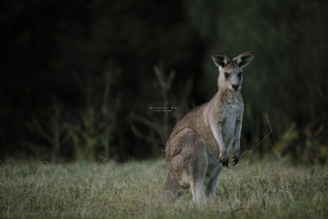 "Kangaroo Way 0189" stock image